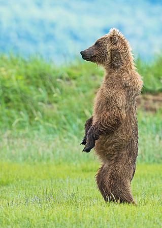 Brown_Bear_HB_24