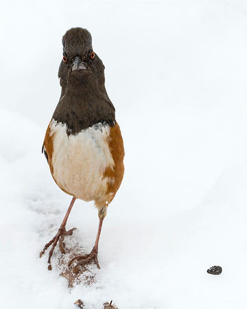 Rufous-sided_Towhee_2
