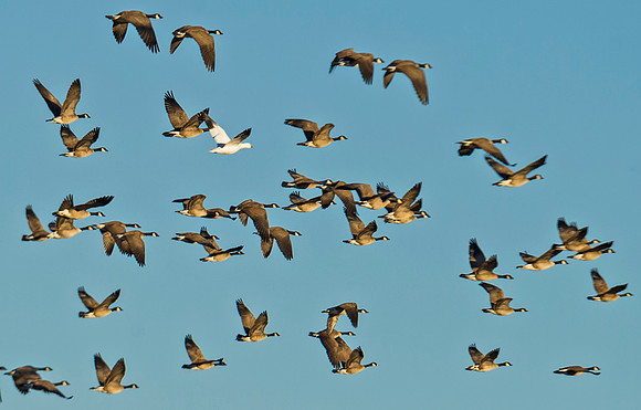Snow_goose_5