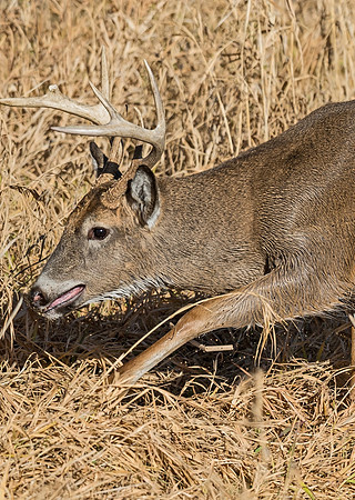 White-tailed_deer_25
