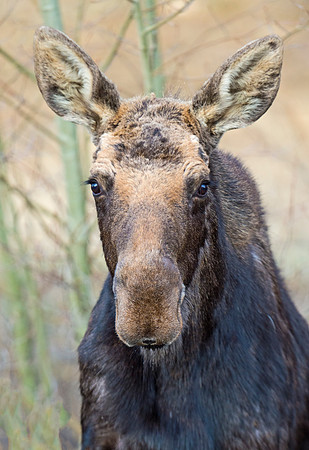Moose_61