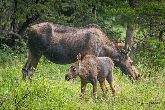 Moose_LDR_2022_8