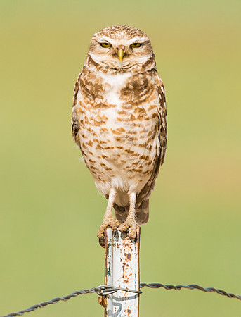Burrowing_owl_32