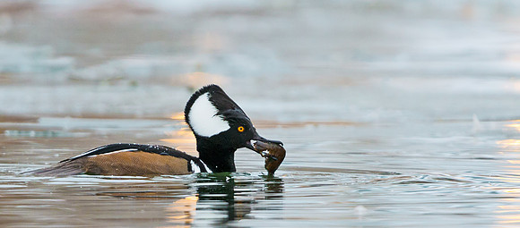 Hooded_merganser_18