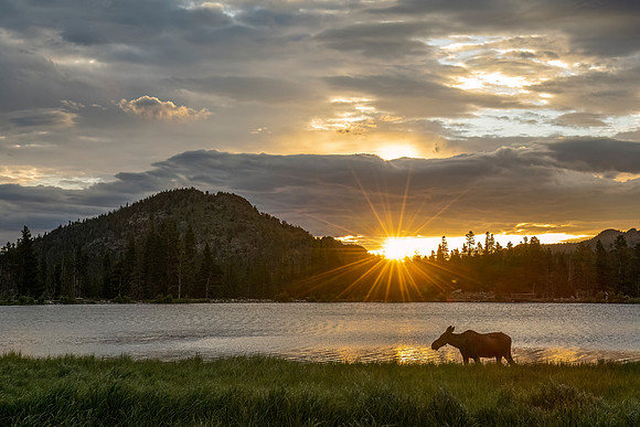 Moose_RMNP_2024_7