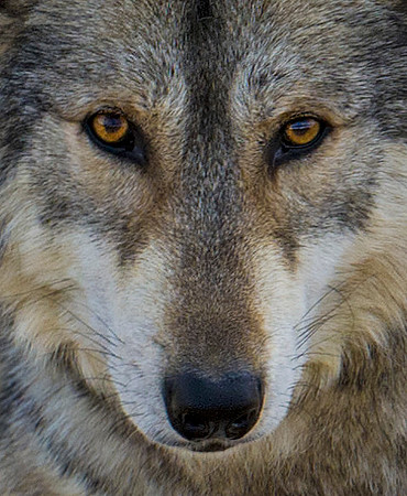 Grey_Wolf_1