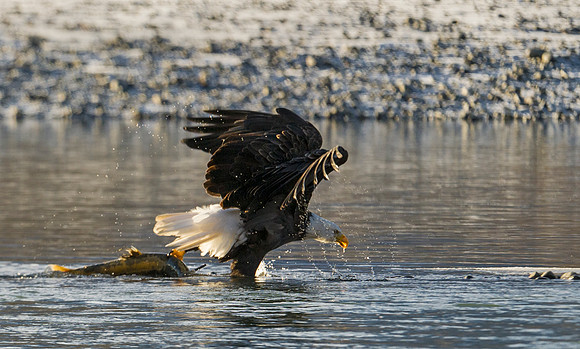 Bald_Eagle_Haines_17
