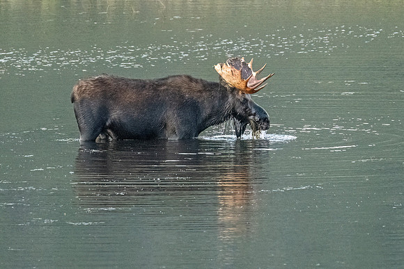 Moose_RMNP_2024_3