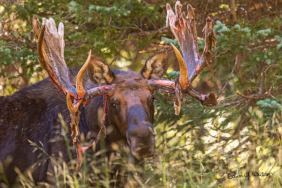 Moose_RMNP_2020_13