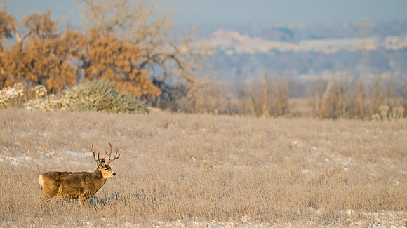 Mule_deer_buck_73