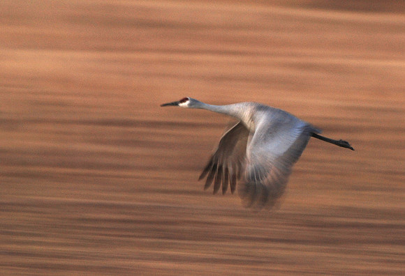 Flying Sandhill