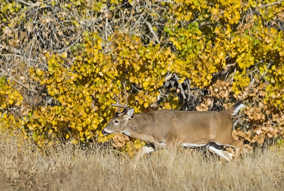 white-tailed_buck_15