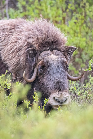 Muskox_Nome_2023_5