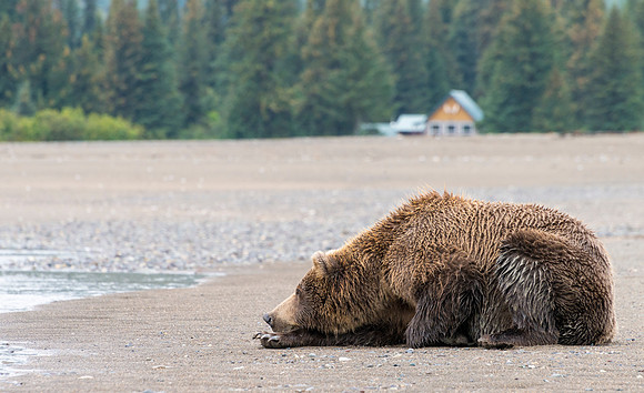 Brown_Bear_LC_21