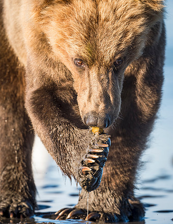 Brown_Bear_LCNP_2016_6