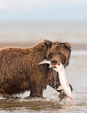 Brown_bear_LC_5