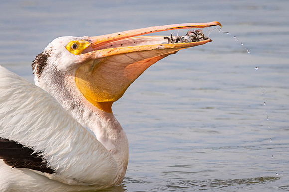 American_white_pelican_EqualizerLake_2024_2