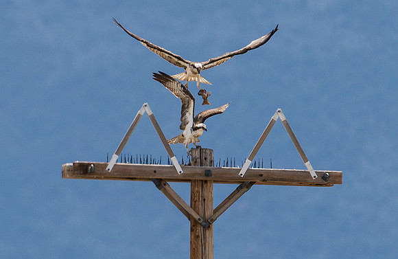 osprey_40