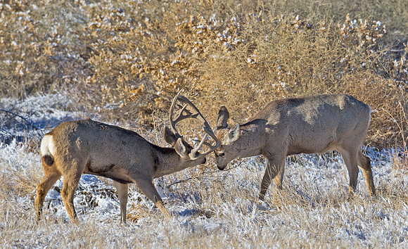 Mule_deer_92