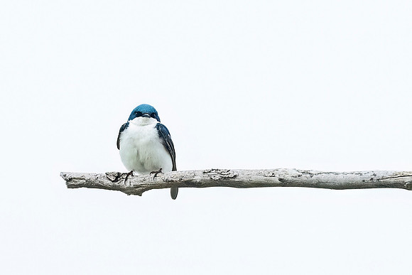Tree_swallow_BWAB_2024_1