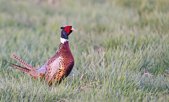 Ring-necked_pheasant_3