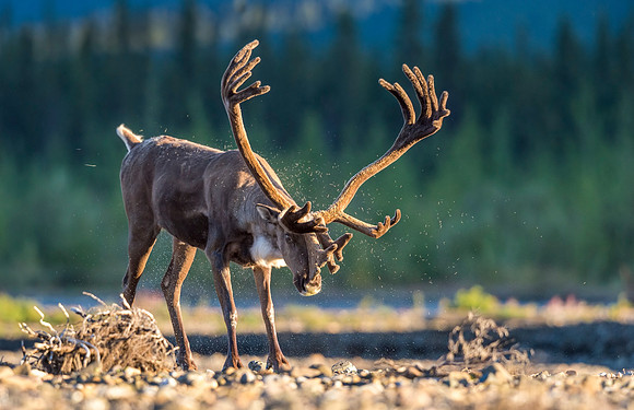 Caribou_Denali_2016-5