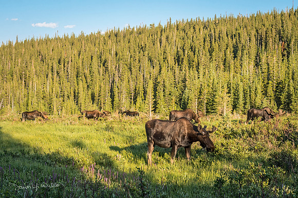 Moose_BLRA_2018_7