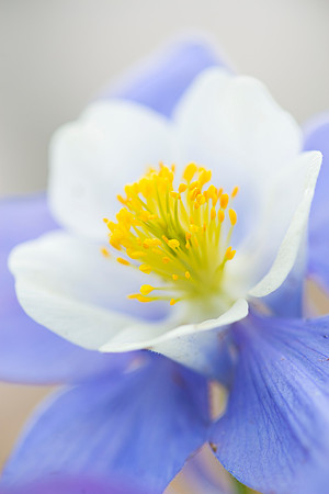 Blue_columbine_2