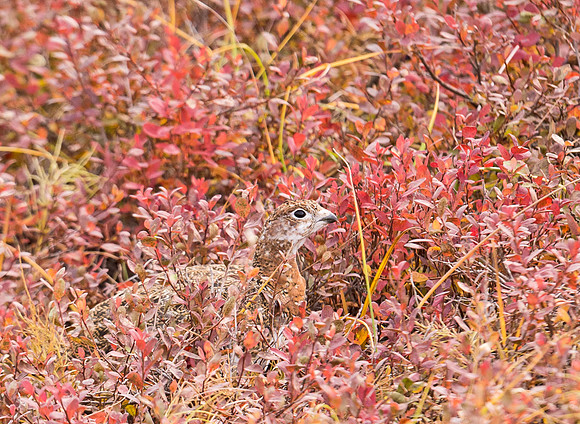 Willow_ptarmigan_Denali_1