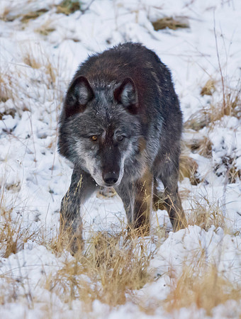 Wolf_3