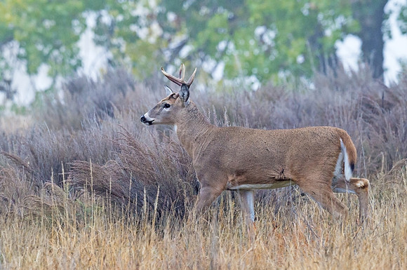 white-tailed_buck_9