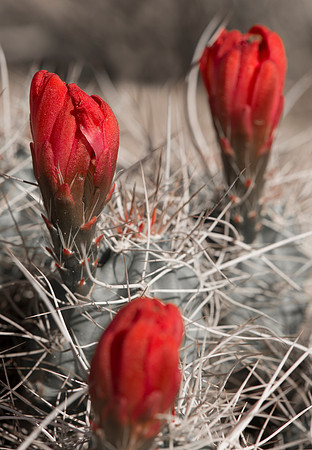 Cactus_Joshua_Tree_NP_7
