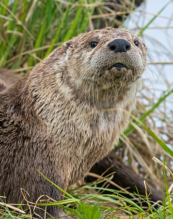 river_otter_6
