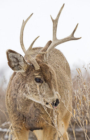 Mule_deer_101