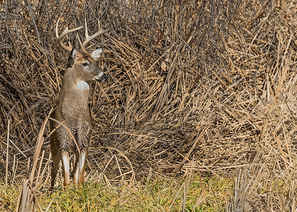 White-tailed_deer_31