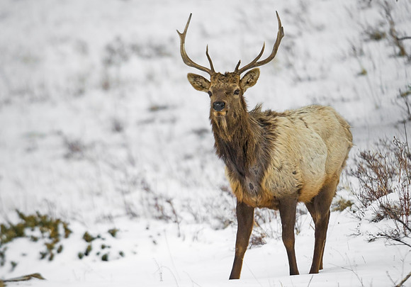 Elk_30