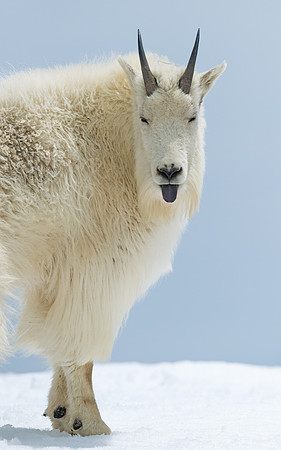 Mountain_goat_6