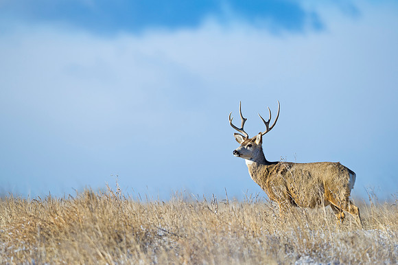 Mule_deer_88