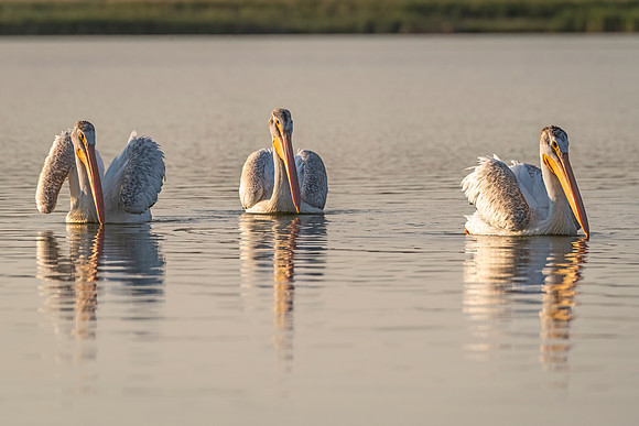 American_white_pelican_Loveland_2024_1