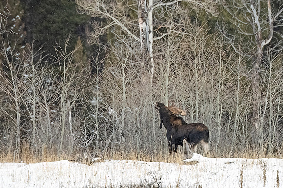 Moose_YNP_2024_1