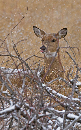 White-tailed_deer_doe_67