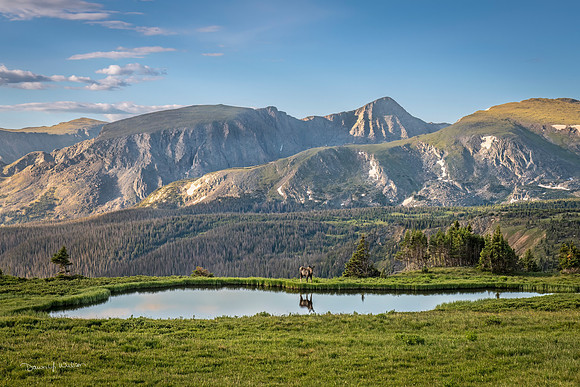 Moose_RMNP_2022_11