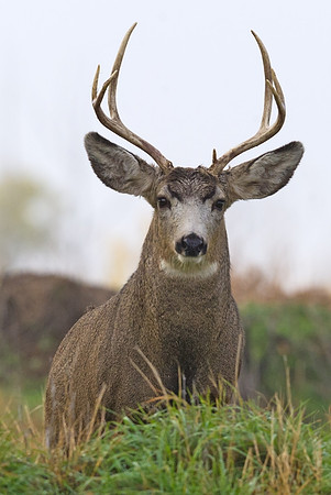 Mule_deer_buck_35