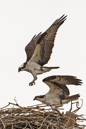 Osprey_33