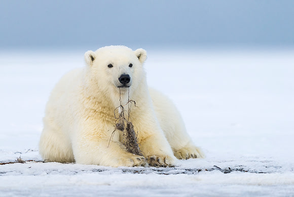 Polar_bear_26