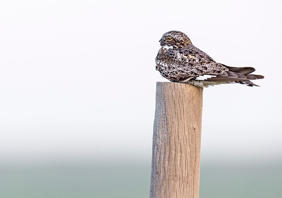 Nighthawk_1