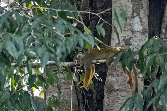 Squirrel_monkey_Peru_2024_1
