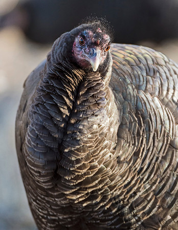 Turkey_WC_5