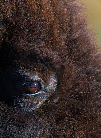 Bison_33
