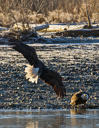Eagle_Haines_13
